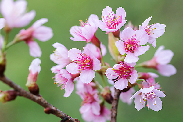 포토 JPG 해외이미지 나무 꽃잎 꽃 근접촬영 사람없음 야외 나뭇가지 해외202008 해외포토 식물 뷰포인트 파일형식