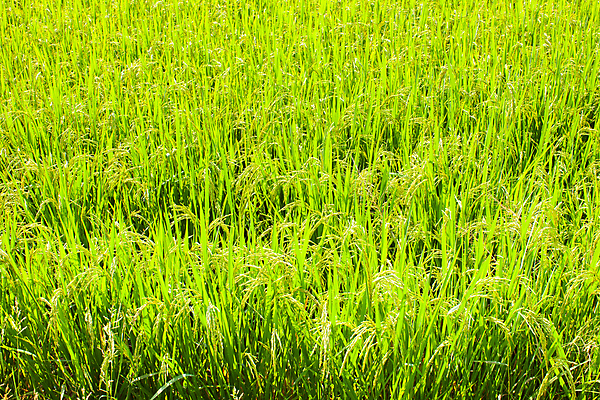 포토 JPG 해외이미지 식물 아시아 지구 음식 백그라운드 잎 밭 농업 태국 자연 밥 성공 동양인 풍경 사람없음 야외 초록색 여름 농작물 컬러풀 태양 농장 농경지 노란색 일출 정원 수확 성장 가을 흰색 나뭇가지 시골 신선 황금 농부 낟알 동쪽 산기슭 내추럴 돌봄 밭일 옛날 해외202008 해외포토 자연요소 나무 직업 계절 나라 산업 컬러 컨셉 모션 산 인종 노을 방향 생태계 파일형식