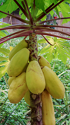 포토 JPG 해외이미지 나무 식물 아시아 음식 백그라운드 잎 농업 채소 과일 자연 매달리기 건강 사람없음 야외 초록색 여름 농장 노란색 정원 성장 흰색 나뭇가지 신선 그룹 달콤 맛 과수원 다발 유기농 날것 비타민 내추럴 숙성 이국적 채식주의자 맛있는 해외202008 해외포토 웰빙 계절 나라 산업 컬러 컨셉 모션 생태계 채식 영양소 파일형식