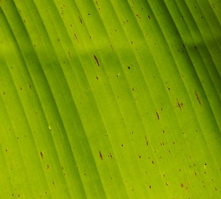 포토 JPG 해외이미지 나무 식물 선 백그라운드 잎 패턴 자연 벽지 추상 바나나 사람없음 초록색 빛 환경 정원 봄 신선 묘사 유기농 질감 심플 내추럴 엘리먼트 해외202008 해외포토 웰빙 계절 컬러 무늬 과일 생태계 파일형식