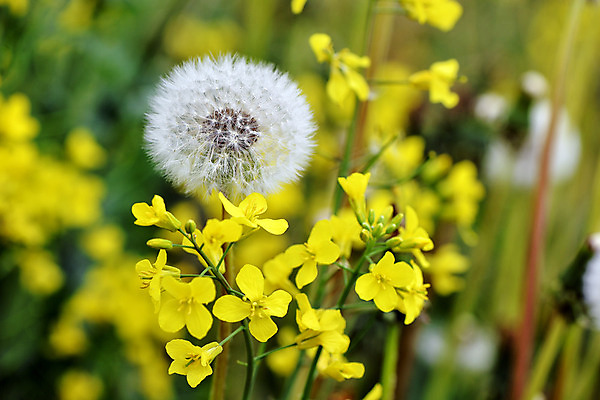 포토 JPG 해외이미지 꽃 근접촬영 사람없음 야외 정원 민들레 민들레홀씨 해외202008 해외포토 식물 뷰포인트 파일형식