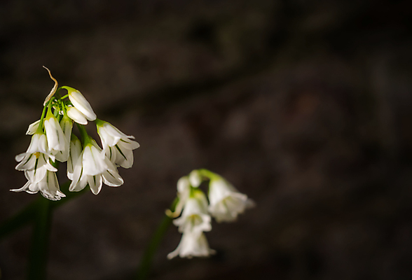 포토 JPG 해외이미지 식물 계절 꽃잎 꽃 꽃다발 백그라운드 잎 꽃무늬 가족 자연 친절 사람없음 야외 파란색 새싹 우주 정원 봄 들꽃 벚꽃 종 흰색 개화 닫기 작음 다발 허브 묘사 질감 내추럴 블루벨 영원 캄파눌라 해외202008 해외포토 컬러 무늬 관계 모션 크기 생태계 파일형식