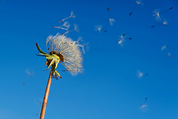 포토 JPG 해외이미지 스튜디오촬영 공 바람 실내 잔디 사람없음 야외 가로 세로 빛 컬러풀 햇빛 지구본 머리 침묵 고요 펼침 낭만 자유 성장 자녀 원형 그룹 불기 자르기 아래 싱글 질감 생물학 심플 슛 번짐 부드러움 솜털 여의주 타격 많음 카피스페이스 차단 해외202008 해외포토 자연요소 도형 식물 교육 컬러 컨셉 모션 날씨 내부 신체부위 태양 소리 공백 감각 방향 위치 파일형식 효과