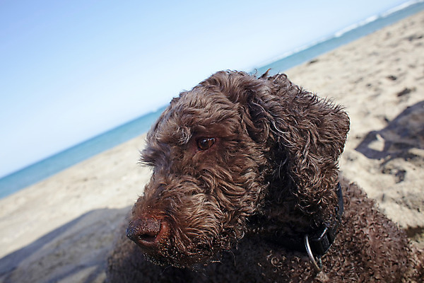 포토 JPG 해외이미지 동물 1 행복 바다 포유류 놀이 휴가 건강 사람없음 야외 옆모습 가로 파란색 친구 반려동물 강 달리기 점프 기쁨 젖음 자유 만 닫기 개 떨어짐 오브젝트 싱글 길이 송곳니 기르기 해외202008 해외포토 감정 뷰포인트 컬러 컨셉 관계 모션 치아 돌봄 파일형식