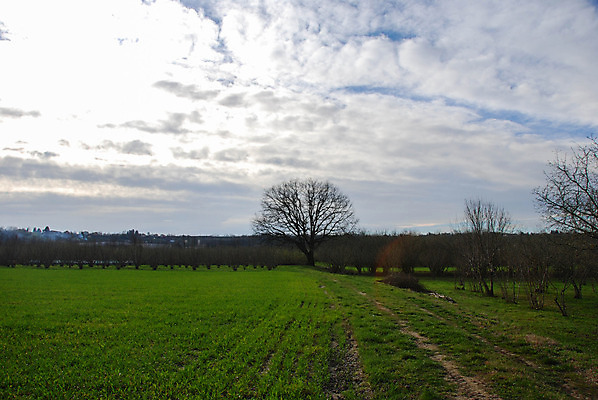 포토 JPG 해외이미지 나무 식물 잎 꽃무늬 자연 풍경 사람없음 목재 정원 가을 나뭇가지 시골 오브젝트 내추럴 해외202008 해외포토 계절 꽃 무늬 재료 생태계 파일형식