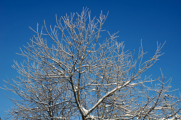 포토 JPG 해외이미지 나무 계절 겨울 자연 하늘 날씨 그림자 풍경 사람없음 야외 파란색 빛 햇빛 반사 냉동 얼음 침묵 추위 흰색 나뭇가지 시골 신선 숲 시원함 크리스탈 순수 서리 장면 자작나무 1월 벌거벗은 해외202008 해외포토 자연요소 식물 컬러 컨셉 태양 소리 날짜 광석 생태계 파일형식