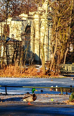 포토 JPG 해외이미지 동물 공원 길 호수 겨울 자연 조류 오리 사람없음 물 걷기 산책 연못 도시 극장 폴란드 내추럴 바르샤바 해외202008 해외포토 자연요소 계절 공공시설 유럽 모션 휴식 생태계 파일형식
