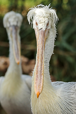 포토 JPG 해외이미지 동물 야생동물 날개 자연 조류 동물원 사람없음 야외 물 수영 흰색 큼 펠리컨 물새 다뉴브강 달마시안 민물 해외202008 해외포토 자연요소 컬러 수상스포츠 개 크기 생태계 파일형식