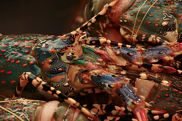 포토 JPG 해외이미지 백그라운드 태국 건강 갑각류 사람없음 닫기 해산물 질감 날것 생식 해외202008 해외포토 동물 아시아 모션 파일형식