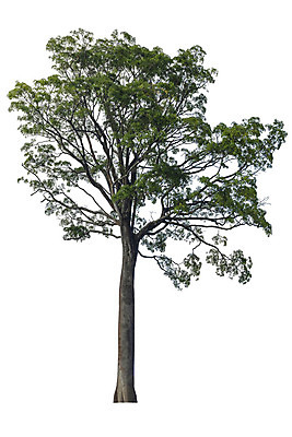 포토 JPG 해외이미지 나무 식물 계절 줄기 백그라운드 단풍 낙엽 잎 크리스마스 자연 휴가 사람없음 야외 목재 초록색 환경 정원 봄 성장 덮개 흰색 나뭇가지 고독 숲 큼 12월 자르기 수집 심볼 오브젝트 싱글 에코 나무껍질 코코넛 내추럴 고립 생태학 옛날 그리너리 해외202008 해외포토 교육 기념일 감정 컬러 과일 재료 모션 뚜껑 껍질 날짜 크기 생태계 파일형식 트랜드컬러