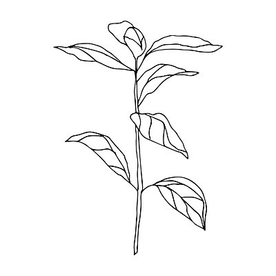 EPS 해외이미지 클립아트 식물 손 배너 꽃잎 꽃 실루엣 선 백그라운드 잎 꽃무늬 일러스트 자연 잉크 미술 그래픽 장식 펜 정원 검은색 봄 흰색 우아함 숲 만화 스케치 허브 그림 유기농 윤곽 손그림 고립 그리너리 해외202008 해외일러스트 웰빙 계절 컬러 컨셉 무늬 문화예술 촬영기법 신체부위 필기구 생태계 파일형식 벡터 트랜드컬러