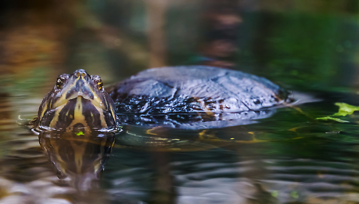포토 JPG 해외이미지 동물 얼굴 파충류 사람없음 초록색 물 반려동물 강 노란색 머리 수영 미국 연못 거북이 습지 땅 이국적 인기 해외202008 해외포토 자연요소 컬러 북아메리카 신체부위 수상스포츠 파일형식