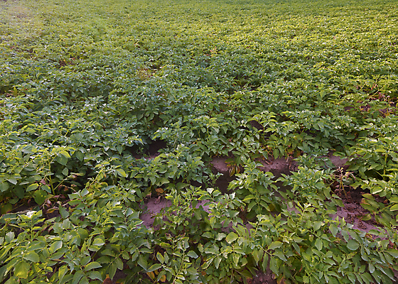 포토 JPG 해외이미지 식물 구름 전통 계절 꽃 산업 문화 음식 섬 잎 밭 농업 다이어트 채소 자연 하늘 감자 건강 풍경 초원 사람없음 야외 초록색 여름 파란색 햇빛 태양 농장 농경지 정원 성장 벚꽃 시골 신선 유기농 날것 장면 내추럴 밭일 왕자 줄서기 세련 해외202008 해외포토 자연요소 웰빙 컬러 모션 생태계 파일형식