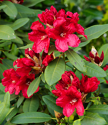 포토 JPG 해외이미지 식물 계절 공원 꽃잎 꽃 잎 꽃무늬 자연 사람없음 야외 빨간색 환경 정원 봄 성장 벚꽃 신선 개화 닫기 관목 생태계 원예 화단 내추럴 영원 해외202008 해외포토 나무 공공시설 컬러 무늬 모션 취미 파일형식