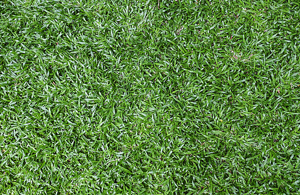 포토 JPG 해외이미지 식물 공원 백그라운드 밭 자연 잔디 사람없음 야외 장식 초록색 환경 정원 봄 신선 질감 말레이시아 내추럴 땅바닥 인공 해외202008 해외포토 계절 공공시설 아시아 컬러 농업 바닥 생태계 파일형식