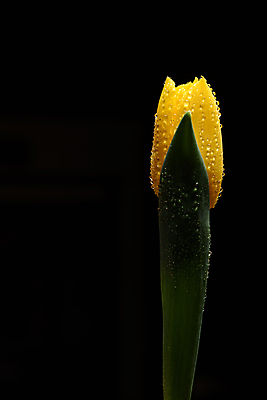 포토 JPG 해외이미지 스튜디오촬영 식물 디자인 계절 꽃잎 꽃 줄기 검은배경 사랑 사람없음 컬러풀 노란색 정원 사진촬영 봄 낭만 튤립 성장 닫기 향기 내추럴 완벽 취급주의 카피스페이스 해외202008 해외포토 감정 컬러 백그라운드 컨셉 모션 실내 경고 검은색 촬영 공백 냄새 파일형식