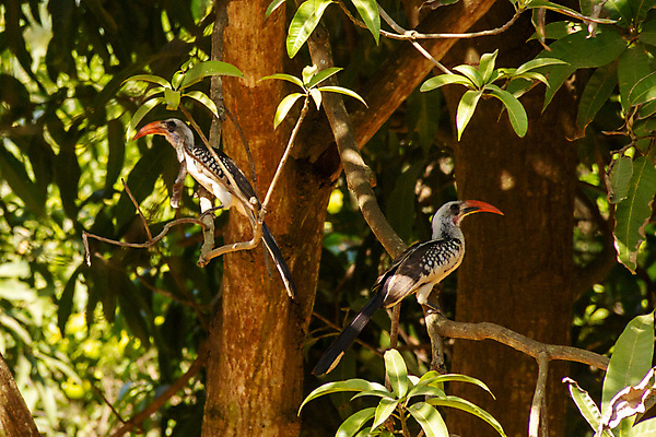 포토 JPG 해외이미지 나무 동물 공원 야생동물 백그라운드 아프리카 자연 조류 앉기 사람없음 야외 초록색 컬러풀 갈색 흰색 나뭇가지 숲 깃털 부리 내추럴 해외202008 해외포토 식물 공공시설 나라 컬러 모션 생태계 파일형식
