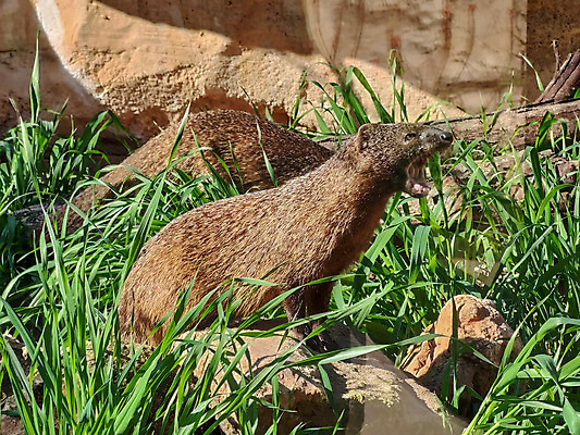 포토 JPG 해외이미지 동물 공원 야생동물 포유류 가족 자연 털 함께함 사람없음 야외 봄 새벽 관찰 인사 닫기 치아 내추럴 남아프리카 신중 해외202008 해외포토 자연요소 계절 공공시설 컨셉 관계 모션 아프리카 예절 소화기관 생태계 파일형식