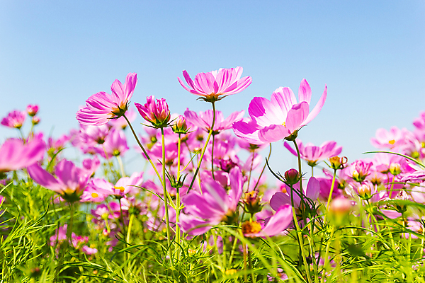 포토 JPG 해외이미지 식물 구름 꽃 분홍색 백그라운드 잎 밭 자연 하늘 초원 사람없음 야외 장식 초록색 여름 파란색 빛 컬러풀 정원 맑음 보라색 벚꽃 신선 개화 땅 허브 속도 바이오 캐모마일 해외202008 해외포토 자연요소 계절 컬러 농업 날씨 생태계 파일형식