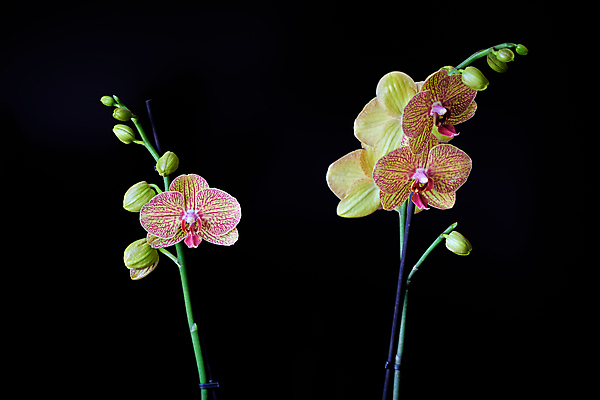 포토 JPG 해외이미지 식물 꽃 자연 미술 사람없음 야외 장식 빨간색 보라색 난초 우아함 닫기 묘사 클립 해외202008 해외포토 컬러 컨셉 모션 문화예술 생태계 파일형식