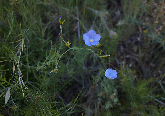포토 JPG 해외이미지 식물 계절 꽃잎 꽃 꽃무늬 밭 자연 휴가 국화 풍경 잔디 초원 사람없음 야외 초록색 여름 햇빛 태양 농장 노란색 정원 맑음 봄 벚꽃 흰색 전원 시골 신선 땅 꽃집 허브 데이지 향기 냄새 장면 내추럴 캐모마일 평야 해외202008 해외포토 자연요소 컬러 무늬 농업 날씨 상점 전기에너지 생태계 파일형식