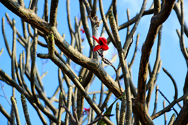 포토 JPG 해외이미지 나무 식물 계절 공원 꽃 실루엣 분홍색 백그라운드 잎 꽃무늬 자연 하늘 휴식 풍경 사람없음 장식 빨간색 초록색 여름 파란색 컬러풀 노란색 정원 스파 봄 낭만 젖음 벚꽃 흰색 나뭇가지 신선 개화 우아함 묘사 하와이 발리 내추럴 고립 이국적 하와이인 해외202008 해외포토 외국인 공공시설 컬러 섬 컨셉 무늬 촬영기법 미국 생태계 인도네시아 파일형식