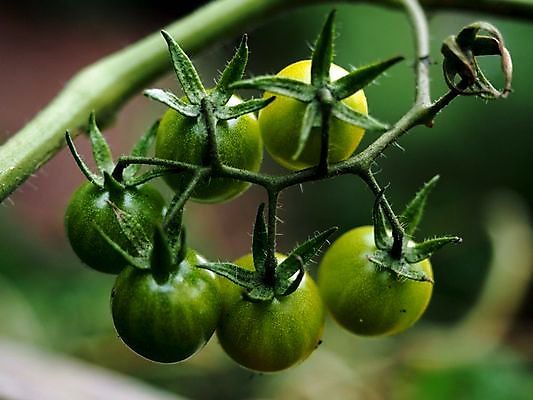포토 JPG 해외이미지 식물 음식 백그라운드 잎 농업 다이어트 토마토 채소 과일 재료 자연 건강 요리 사람없음 빨간색 초록색 빛 식사 활발 샐러드 성장 흰색 신선 원형 시장 맛 케첩 먹기 오브젝트 싱글 유기농 원예 날것 내추럴 고립 숙성 영양분 채식주의자 맛있는 해외202008 해외포토 도형 웰빙 산업 컬러 컨셉 모션 취미 소스_음식 생태계 채식 파일형식