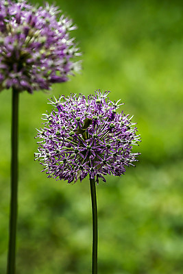 포토 JPG 해외이미지 식물 꽃 곡선 전구 양파 마늘 사람없음 장식 초록색 정원 성장 벚꽃 흰색 꽃술 개화 원예 화단 꽃수술 해외202008 해외포토 선 컬러 채소 취미 파일형식