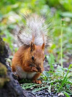 포토 JPG 해외이미지 나무 동물 1 응시 공원 야생동물 포유류 털 앉기 사람없음 야외 목재 갈색 나뭇가지 설치류 숲 모피 호기심 꼬리 다람쥐 솜털 해외202008 해외포토 식물 시선 공공시설 감정 컬러 컨셉 재료 모션 파일형식