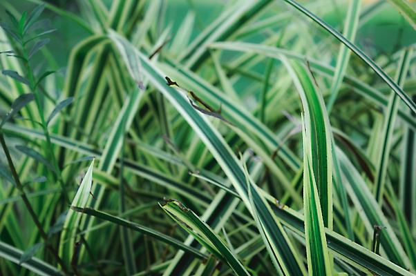 포토 JPG 해외이미지 나무 식물 계절 백그라운드 잎 농업 추상 초원 사람없음 야외 아웃포커스 장식 여름 햇빛 환경 맑음 봄 성장 신선 사회이슈 환경보전 생태계 지그재그 카피스페이스 해외202008 해외포토 산업 컨셉 무늬 날씨 촬영기법 태양 공백 파일형식