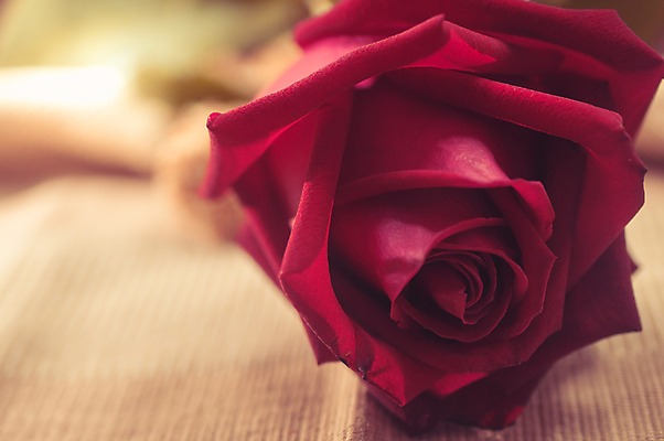 포토 JPG 해외이미지 식물 디자인 꽃잎 꽃 꽃다발 결혼 백그라운드 컨셉 꽃무늬 자연 휴가 발렌타인데이 선물 사랑 사람없음 장식 빨간색 장미 낭만 벚꽃 해외202008 해외포토 감정 컬러 무늬 데이이벤트 이벤트 생태계 파일형식