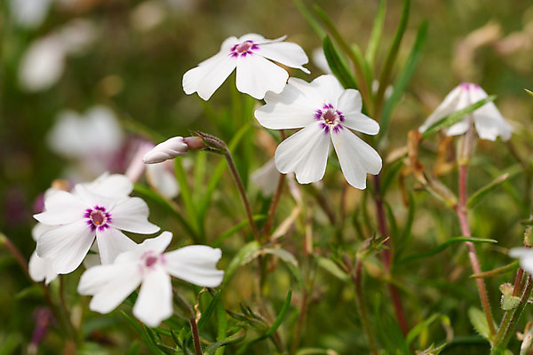 포토 JPG 해외이미지 식물 계절 꽃잎 꽃 꽃무늬 자연 사람없음 야외 여름 환경 정원 봄 성장 벚꽃 신선 개화 닫기 관목 생태계 원예 화단 내추럴 영원 해외202008 해외포토 나무 무늬 모션 취미 파일형식
