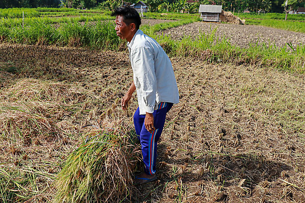포토 JPG 해외이미지 식물 전통 계절 여자 아시아 문화 음식 백그라운드 농업 태국 자연 밥 노동자 한명 사람 동양인 풍경 초원 초록색 농작물 농장 농경지 수확 시골 신선 잡기 업무 농부 낟알 유기농 베트남 발리 인도네시아 내추럴 논밭 밭일 숙성 해외202008 해외포토 직업 1 웰빙 나라 산업 컬러 섬 밭 모션 논 인종 동남아시아 작업 생태계 파일형식