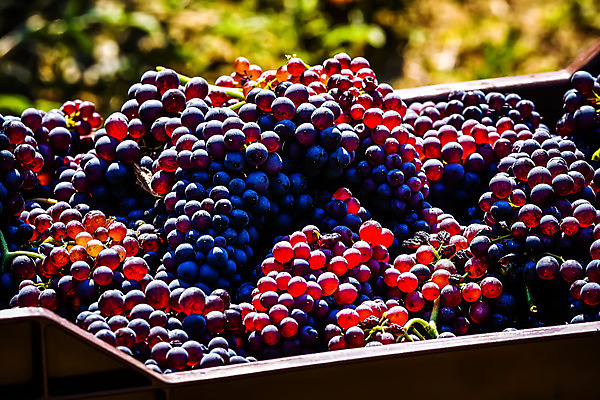 포토 JPG 해외이미지 식물 직업 계절 산업 음식 밭 농업 과일 포도 노동자 건조 종류 사람 사람없음 농장 농경지 계곡 견과류 수확 신선 업무 선택 아침식사 농부 종업원 팩 시민 건포도 밭일 이민 해외202008 해외포토 이동 컨셉 식사 화장품 작업 건과일 국민 파일형식