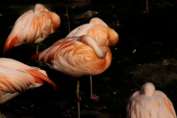 포토 JPG 해외이미지 동물 분홍색 날개 조류 동물원 서기 사람없음 물 어둠 펠리컨 깃털 부리 동물상 해외202008 해외포토 자연요소 컬러 모션 조형물 파일형식