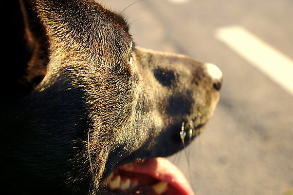 포토 JPG 해외이미지 동물 공원 행복 얼굴 새끼 장난 포유류 자연 수염 털 사람없음 야외 반려동물 검은색 산책 입 개 강아지 치아 저녁 테리어 혀 잡종 송곳니 기르기 총구 해외202008 우호적 해외포토 공공시설 감정 컬러 컨셉 휴식 신체부위 소화기관 야간 생태계 돌봄 파일형식