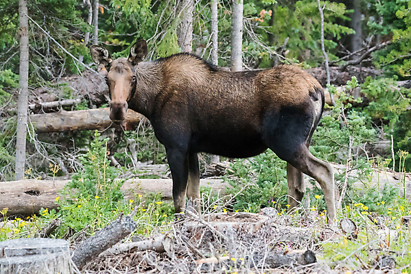 포토 JPG 해외이미지 동물 호수 야생동물 포유류 자연 산 털 종류 사람없음 물 갈색 어둠 코트 종 흰색 소나무 소 습지 숲 위험 큼 시원함 속눈썹 버드나무 황소 코 귀 무거움 주둥이 송아지 엘크 콜로라도 벨벳 해외202008 해외포토 자연요소 나무 새끼 컬러 컨셉 신체부위 미국 외투 무게 크기 실크 눈썹 생태계 파일형식