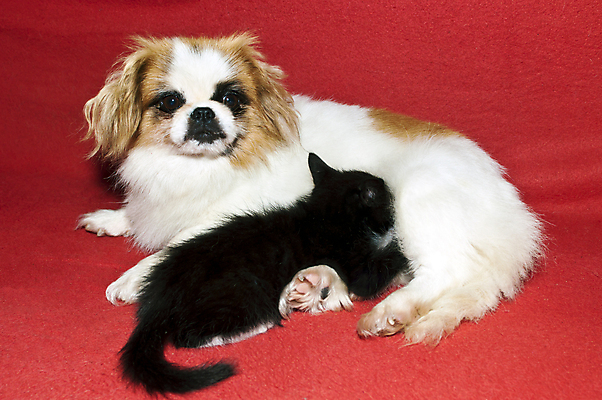 포토 JPG 해외이미지 동물 응시 2 포유류 관계 함께함 사랑 사람없음 친구 반려동물 검은색 고양이 우정 흰색 아기 개 작음 송곳니 해외202008 우호적 해외포토 시선 감정 컬러 컨셉 사람 치아 크기 파일형식