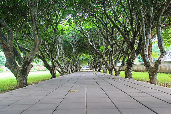 포토 JPG 해외이미지 나무 디자인 계절 공원 꽃 아시아 도로 여행 백그라운드 잎 태국 자연 풍경 사람없음 야외 목재 초록색 여름 빛 환경 정원 봄 산책 나뭇가지 터널 숲 오솔길 비밀 즐거움 박물관 자연백그라운드 내추럴 방법 옛날 완벽 전국 환상 해외202008 해외포토 식물 공공시설 감정 나라 길 컬러 컨셉 재료 교통시설 휴식 생태계 파일형식