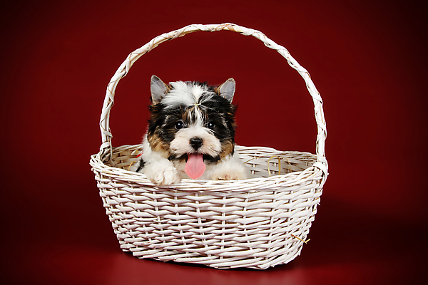 포토 JPG 해외이미지 동물 1 행복 새끼 백그라운드 새로움 털 사람없음 빨간색 반려동물 검은색 거울 흰색 개 달콤 강아지 작음 요크셔테리어 테리어 활 솜털 송곳니 기르기 비버 삼색 해외202008 우호적 해외포토 감정 컬러 컨셉 포유류 맛 치아 크기 돌봄 파일형식