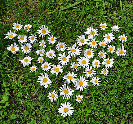 포토 JPG 해외이미지 꽃잎 꽃 잎 사람없음 야외 정원 하트 데이지 해외202008 해외포토 모양 식물 파일형식