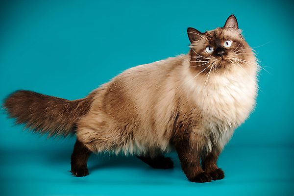 포토 JPG 해외이미지 한마리 사람없음 파란색 반려동물 고양이 포인트 해외202008 네바마스커레이드 해외포토 동물 1 컬러 포유류 금융 파일형식