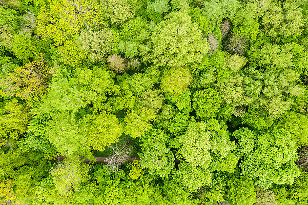 포토 JPG 해외이미지 나무 식물 계절 백그라운드 잎 자연 사람없음 야외 가로 하이앵글 환경 활발 농촌 숲 열대우림 땅 사회이슈 환경보전 생물학 삼림지대 조감도 해외202008 해외포토 교육 뷰포인트 컨셉 시골 생태계 파일형식