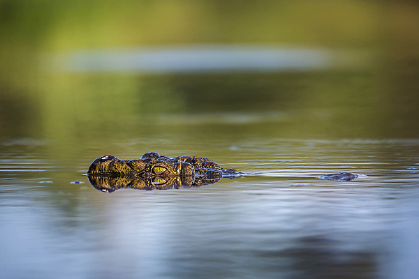 포토 JPG 해외이미지 동물 호수 야생동물 파충류 아프리카 자연 국립공원 사람없음 반사 머리 수영 황무지 보호 사파리 묘사 악어 남아프리카 보츠와나 보호구역 해외202008 해외포토 공원 나라 컨셉 신체부위 수상스포츠 생태계 구역 파일형식
