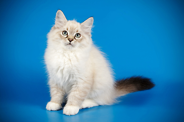 포토 JPG 해외이미지 한마리 사람없음 파란색 반려동물 고양이 해외202008 네바마스커레이드 해외포토 동물 1 컬러 포유류 파일형식