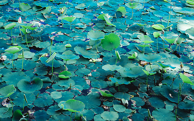 포토 JPG 해외이미지 라이프스타일 꽃 백그라운드 요가 태국 사람없음 여름 환경 스파 봄 들꽃 벚꽃 우아함 습지 환경보전 해외202008 해외포토 식물 웰빙 계절 아시아 컨셉 생활 사회이슈 파일형식