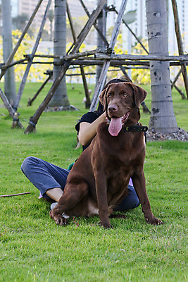 포토 JPG 해외이미지 동물 포유류 자연 사람없음 야외 초록색 반려동물 갈색 봄 개 리트리버 강아지 닥스훈트 래브라도리트리버 송곳니 기르기 해외202008 해외포토 계절 컬러 치아 생태계 돌봄 파일형식
