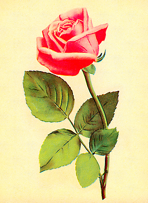 포토 JPG 해외이미지 식물 디자인 꽃 종이 분홍색 꽃다발 백그라운드 잎 꽃무늬 일러스트 자연 아침 수채화 선물 미술 사람없음 장식 초록색 여름 파란색 빛 보라색 페인트 봄 젖음 벚꽃 나뭇가지 인사 신선 개화 순수 라일락 감탄 해외202008 해외포토 주간 나무 계절 컬러 컨셉 무늬 문화예술 예절 생태계 파일형식