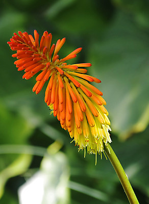 포토 JPG 해외이미지 식물 계절 꽃 백그라운드 꽃무늬 오렌지 자연 선물 사람없음 장식 빨간색 초록색 여름 컬러풀 노란색 정원 봄 성장 벚꽃 신선 내추럴 해외202008 해외포토 컬러 무늬 과일 생태계 파일형식