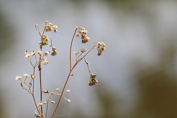 포토 JPG 해외이미지 식물 계절 꽃잎 꽃 호수 백그라운드 잎 겨울 꽃무늬 패턴 밭 자연 아침 바람 추상 건조 갈대 풍경 초원 사람없음 물 여름 빛 컬러풀 노란색 우주 환경 정원 일몰 봄 추위 벚꽃 가을 신선 잡초 볏짚 습지 땅 내추럴 해외202008 해외포토 주간 자연요소 컬러 무늬 농업 날씨 노을 짚 생태계 파일형식